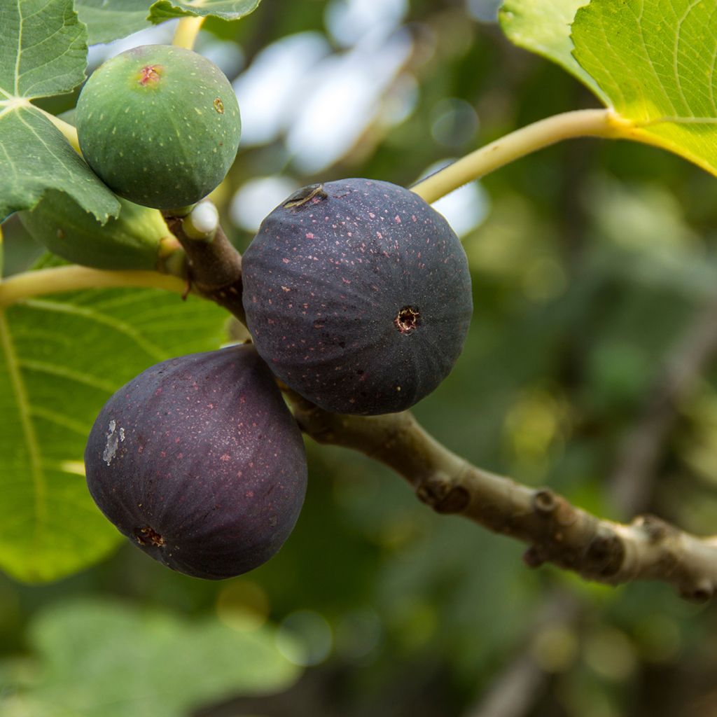 Figuier Noire de Bellone