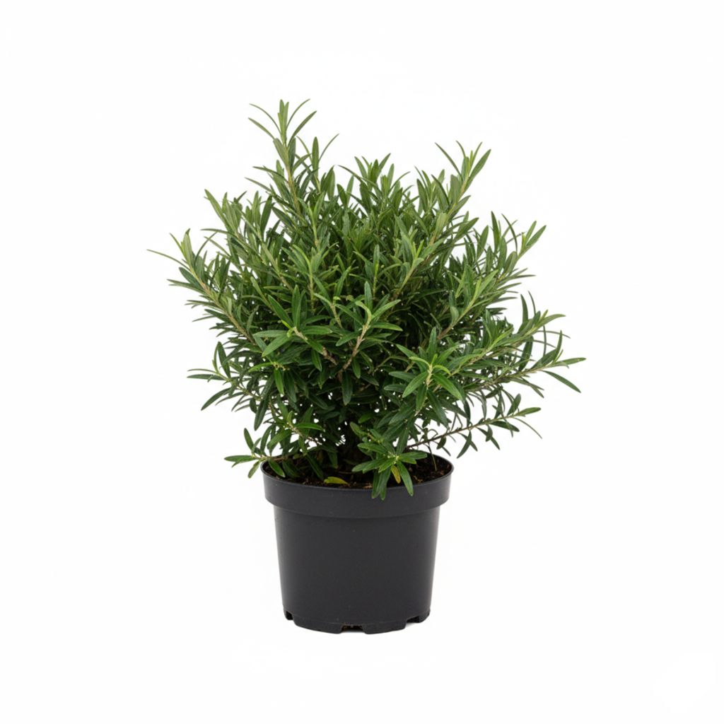 Filaire à feuilles de romarin