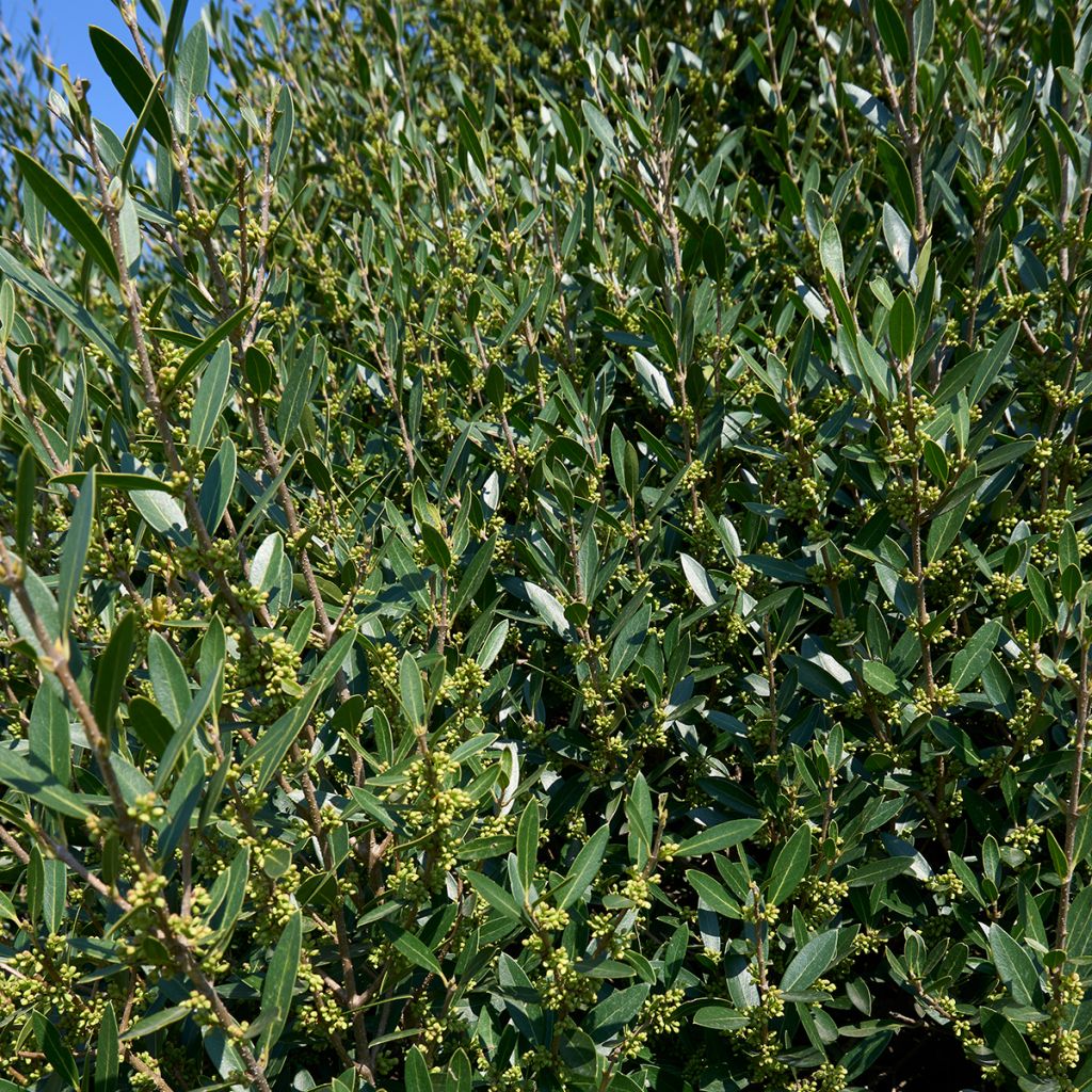 Filaire à feuilles de romarin
