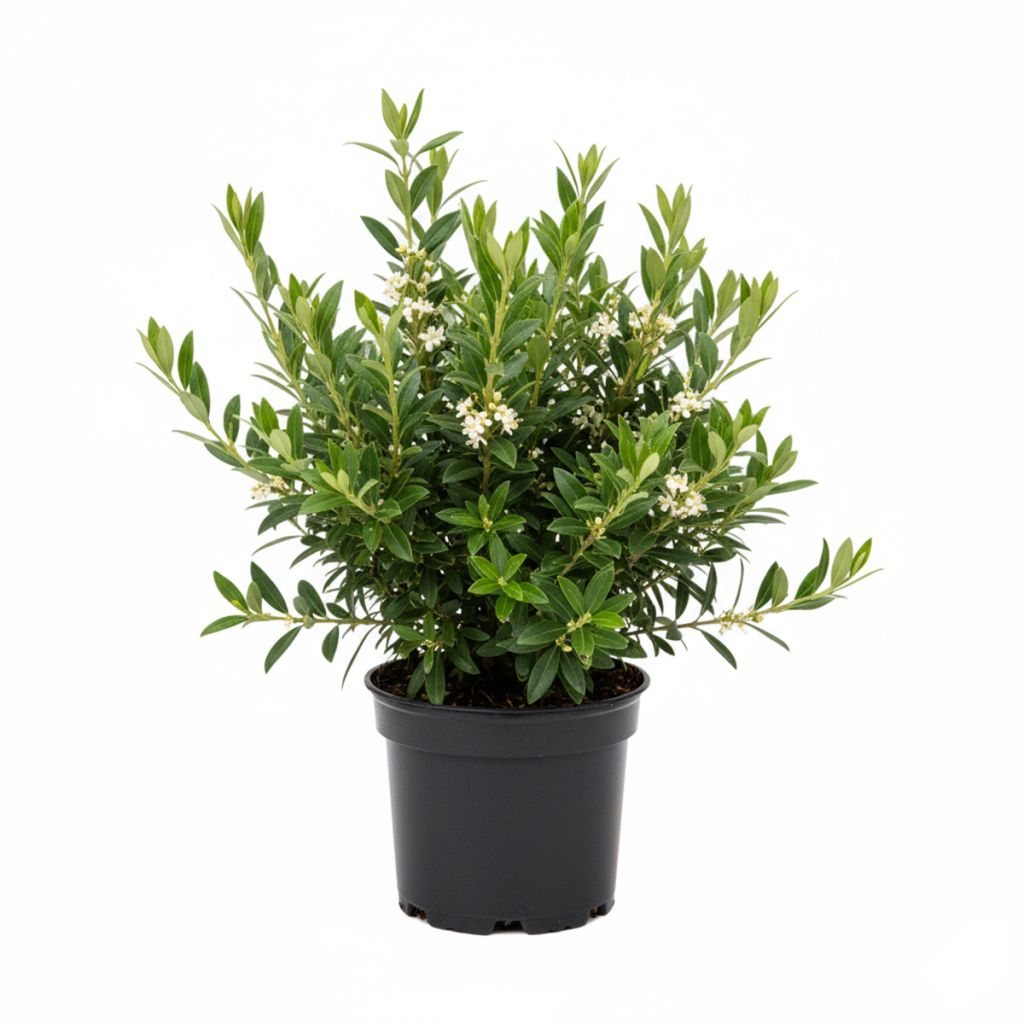 Filaire à feuilles étroites