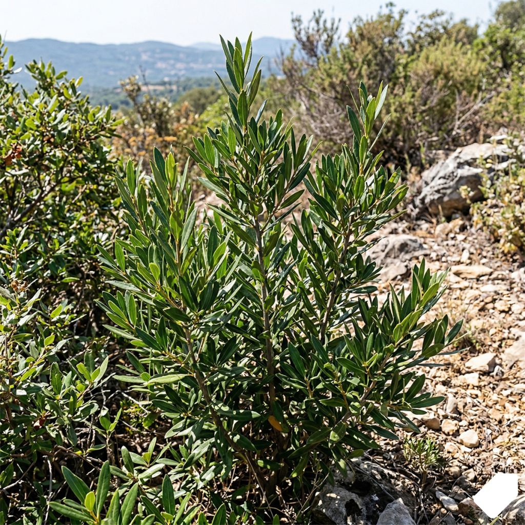 Filaire à feuilles étroites