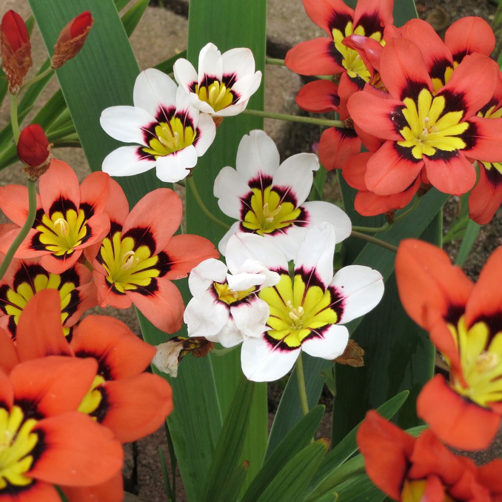 Fleur d'Arlequin en mélange