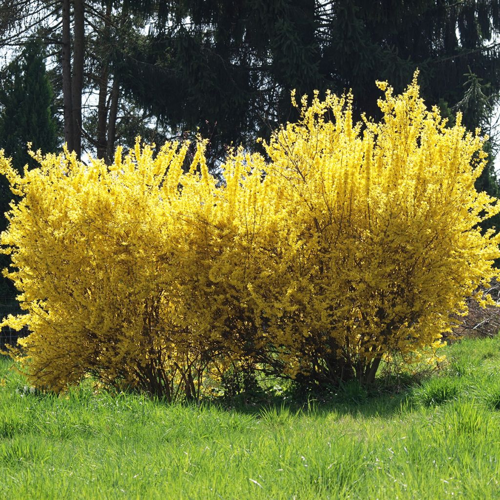 Forsythia - Mimosa de Paris