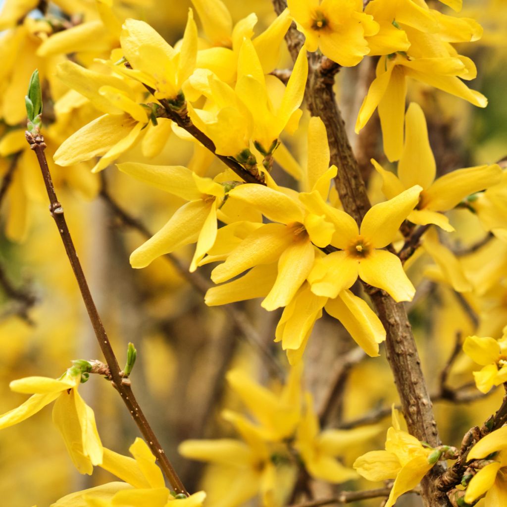 Forsythia - Mimosa de Paris