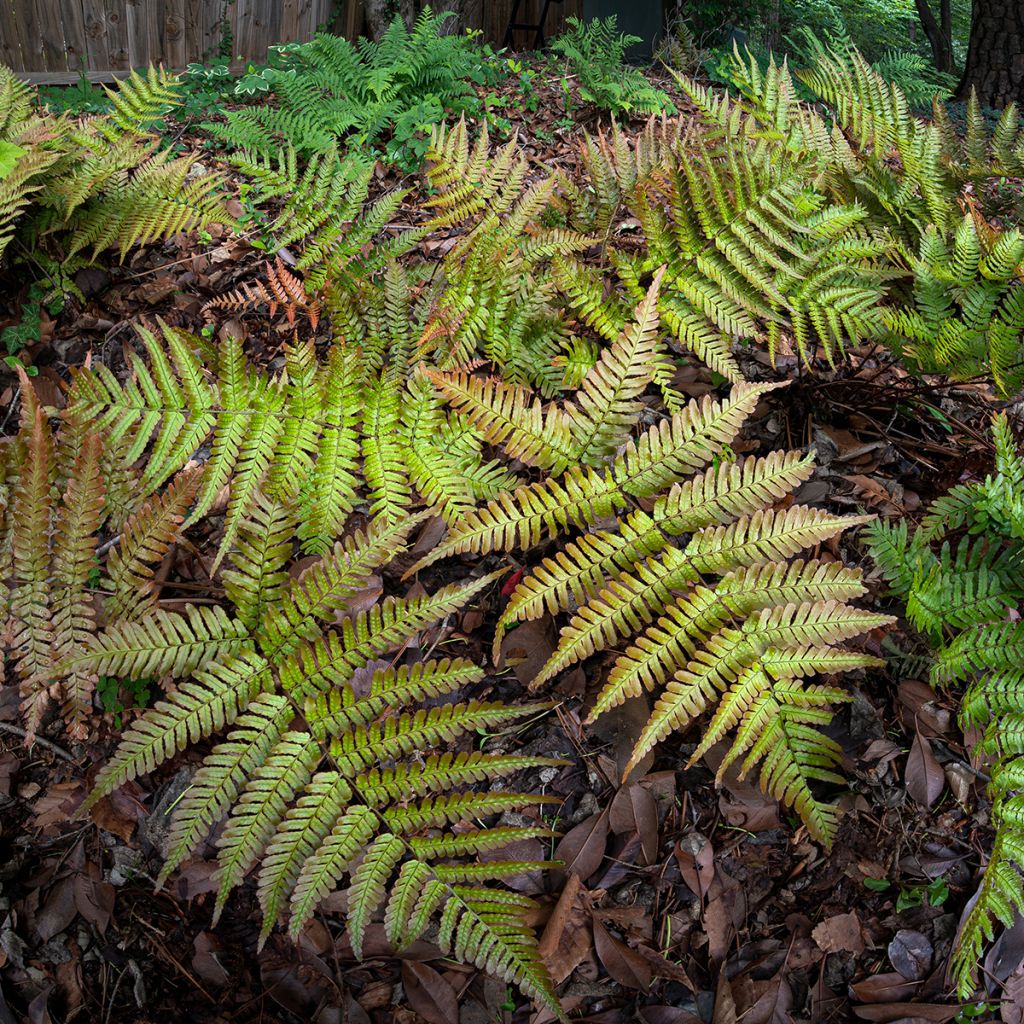 Fougère rose cuivré