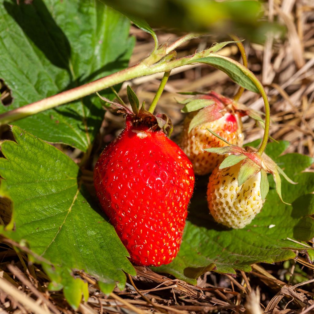 Fraisier non remontant Ciflorette