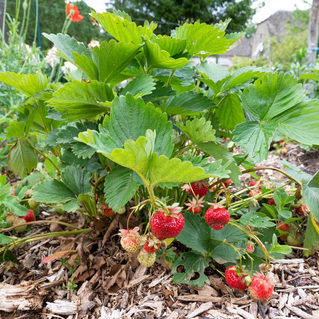 Fraisier non remontant Gariguette
