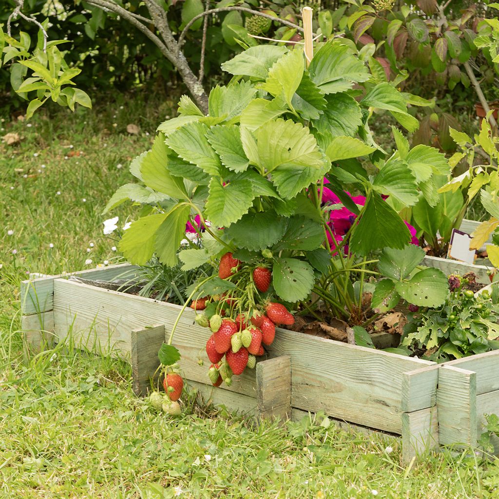 Fraisier remontant Charlotte