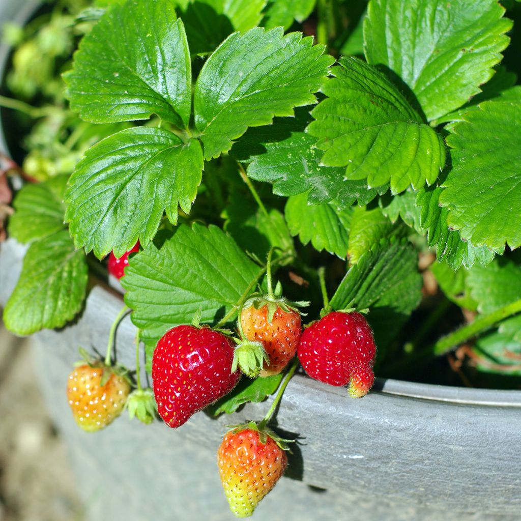 Fraisier remontant Mariguette