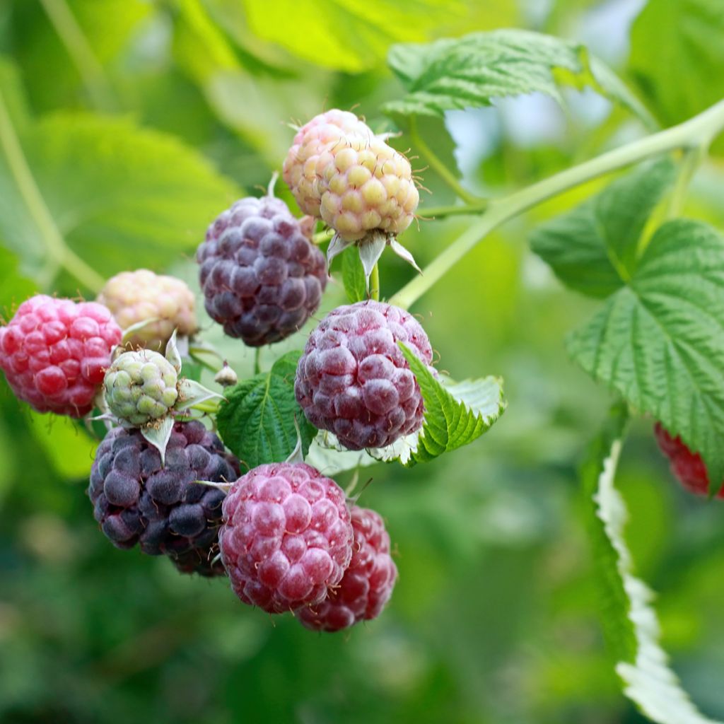 Framboisier Glen Coe