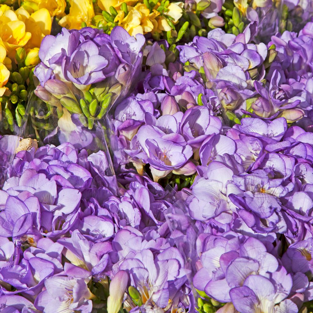 Freesia double Bleu