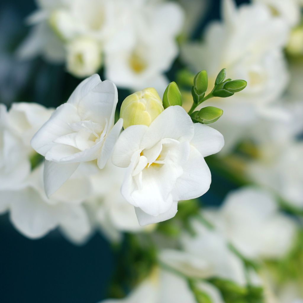 Freesia double blanc
