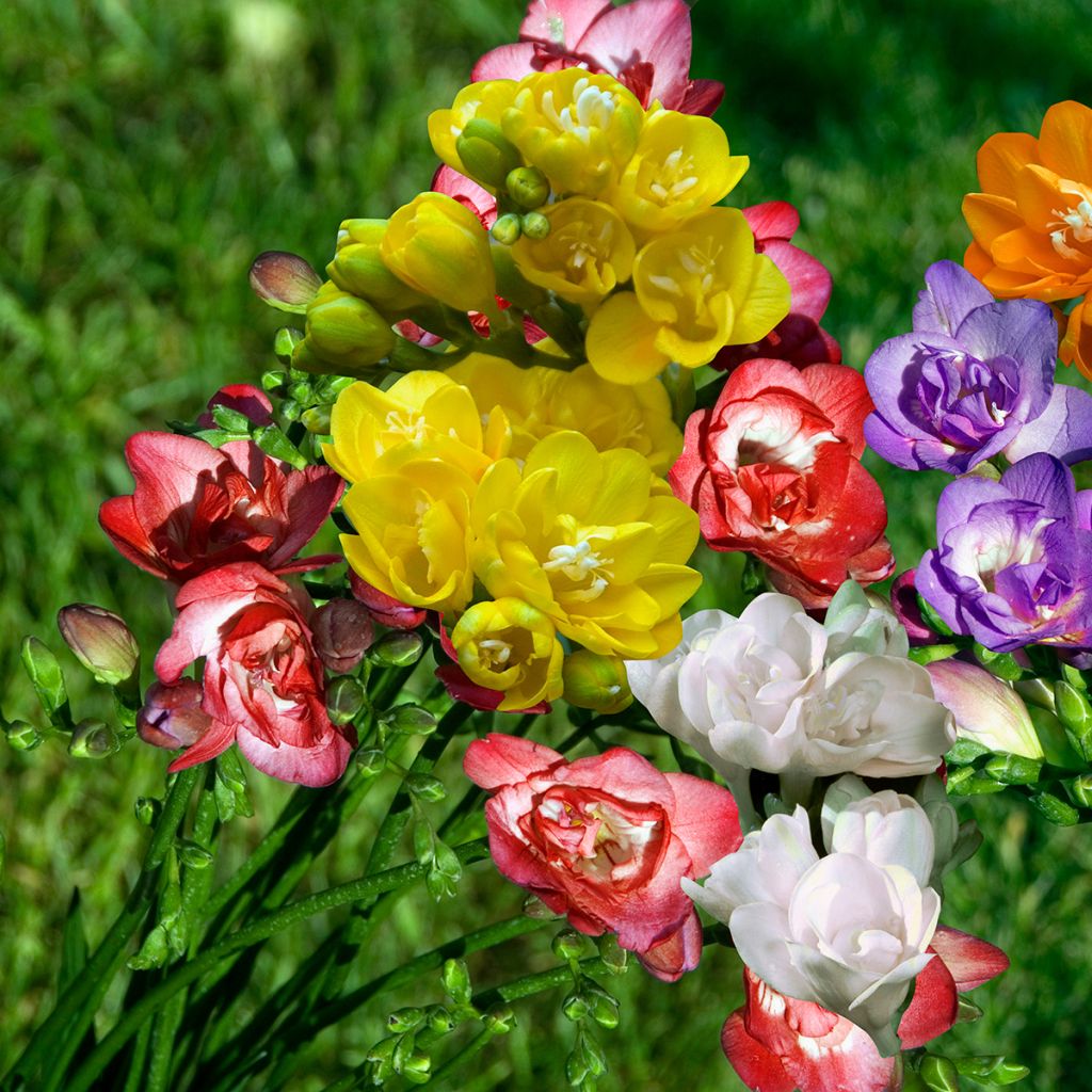 Freesia double en mélange
