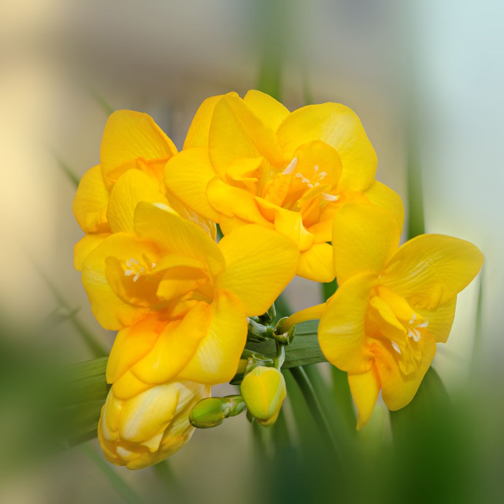 Freesia double jaune