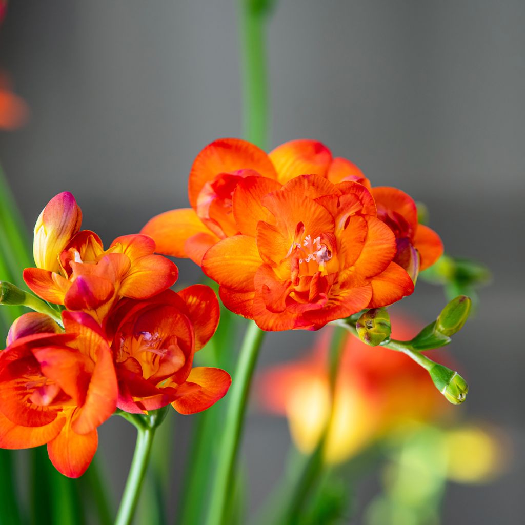 Freesia double orange