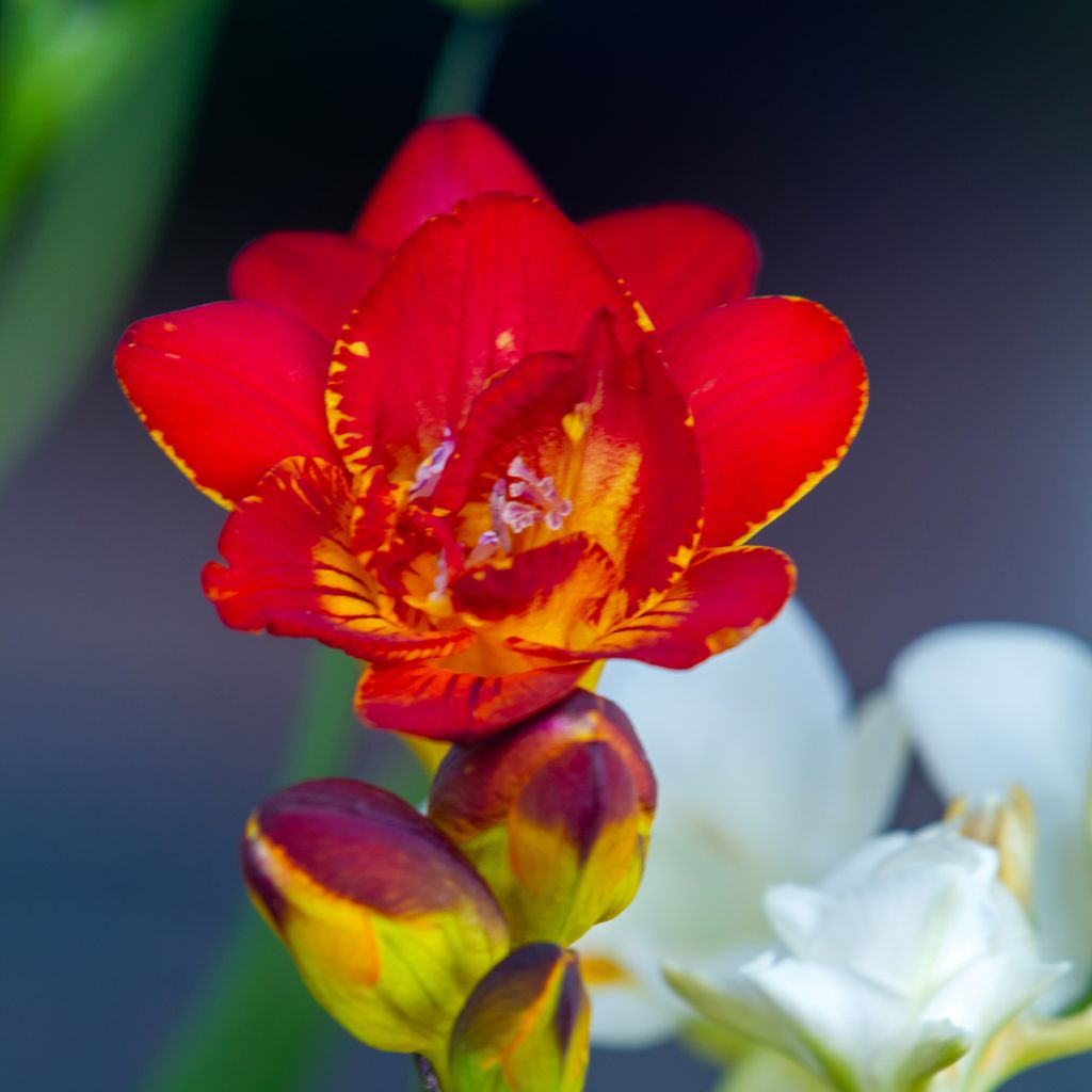 Freesia double rouge