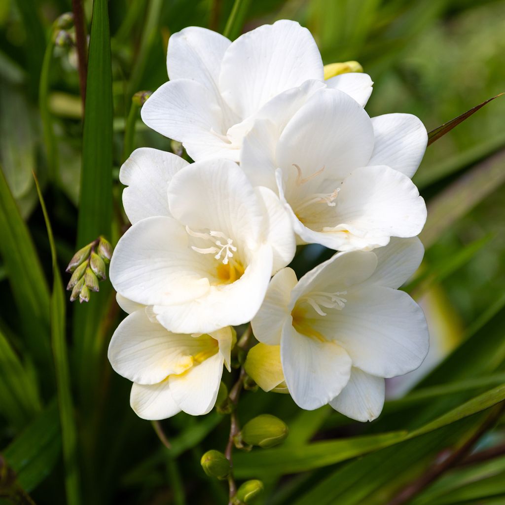 Freesia simple blanc
