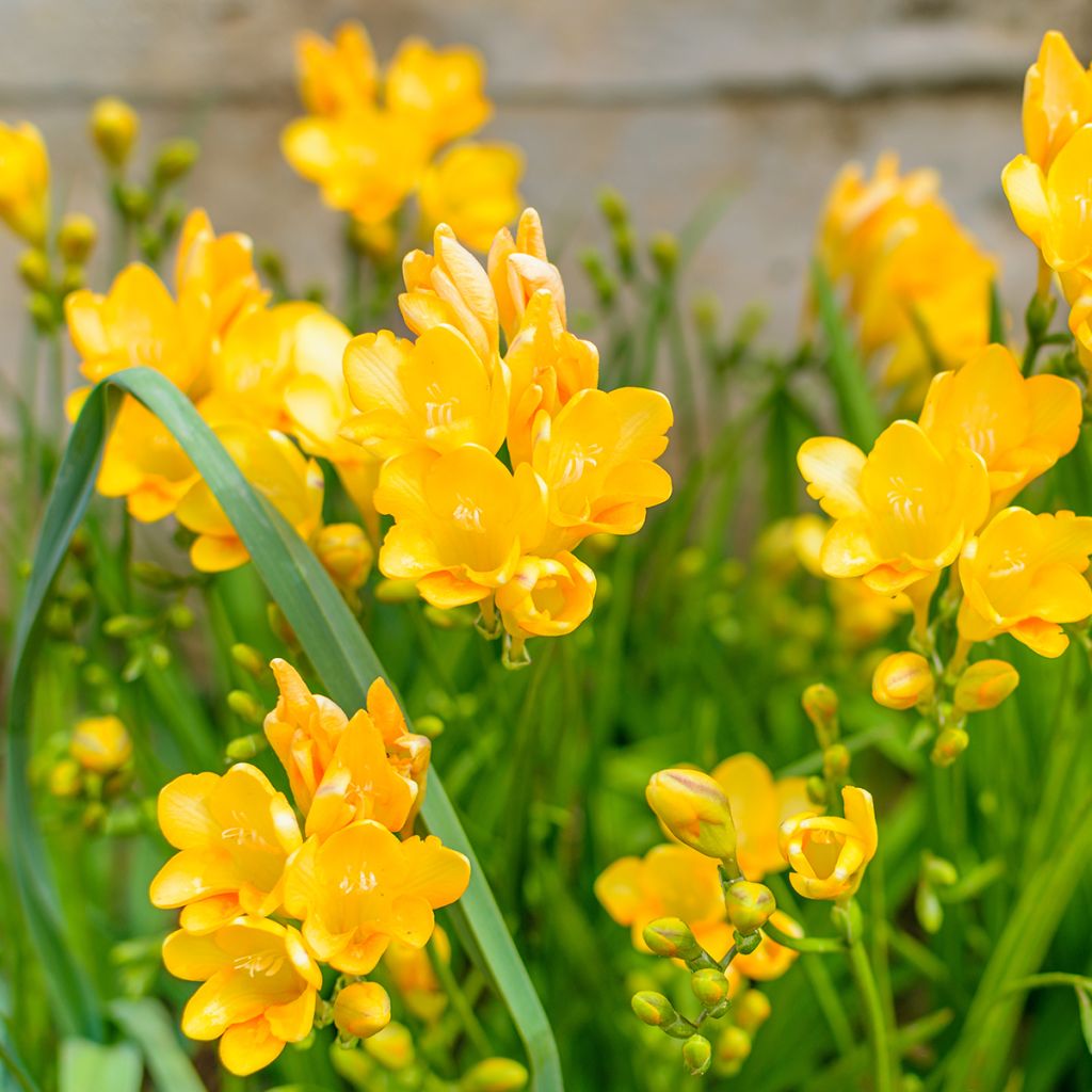 Freesia simple jaune