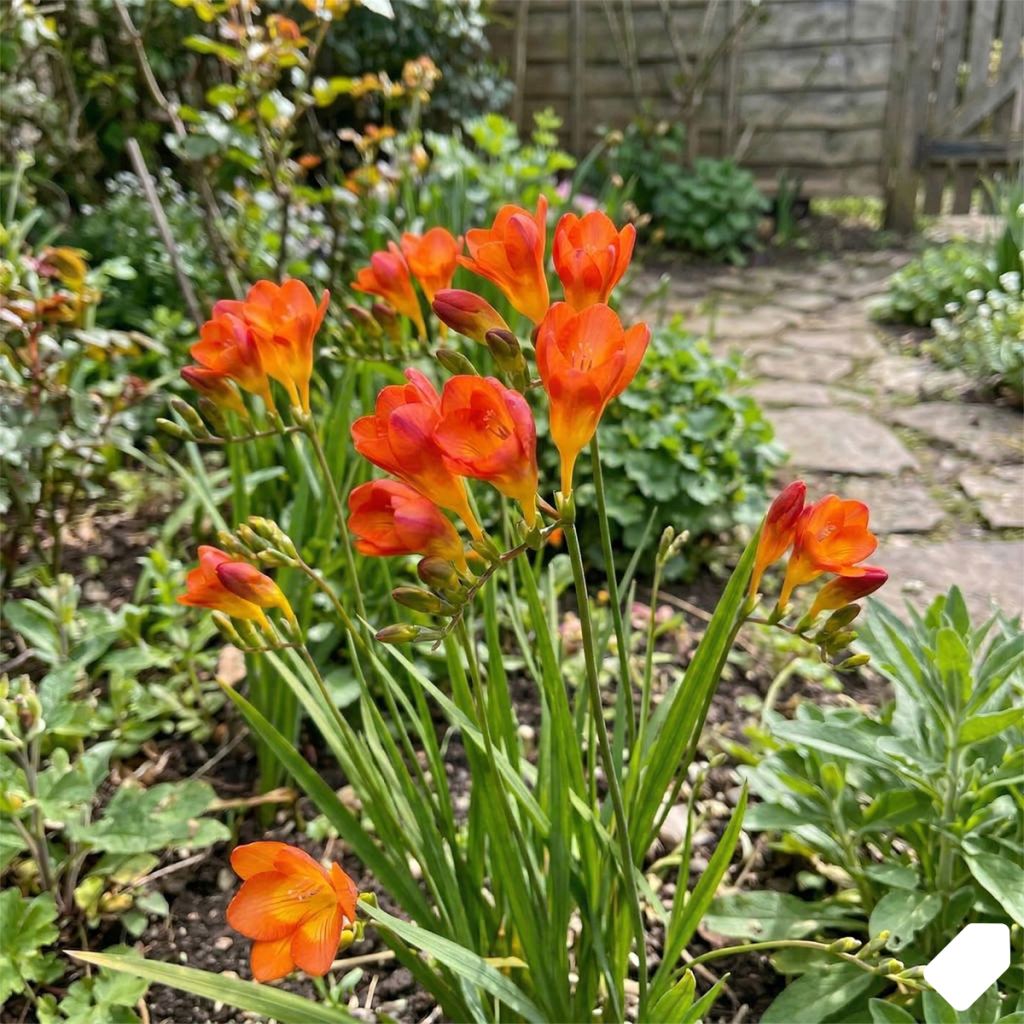 Freesia simple orange