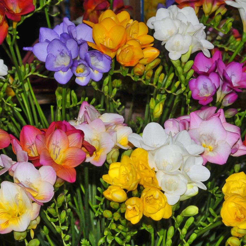 Freesias simples en mélanges