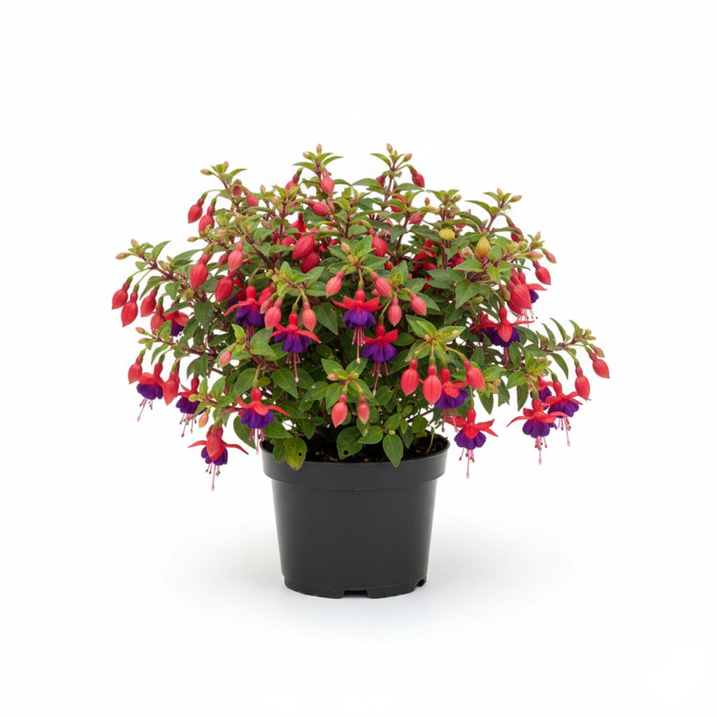 Fuchsia rouge et violet