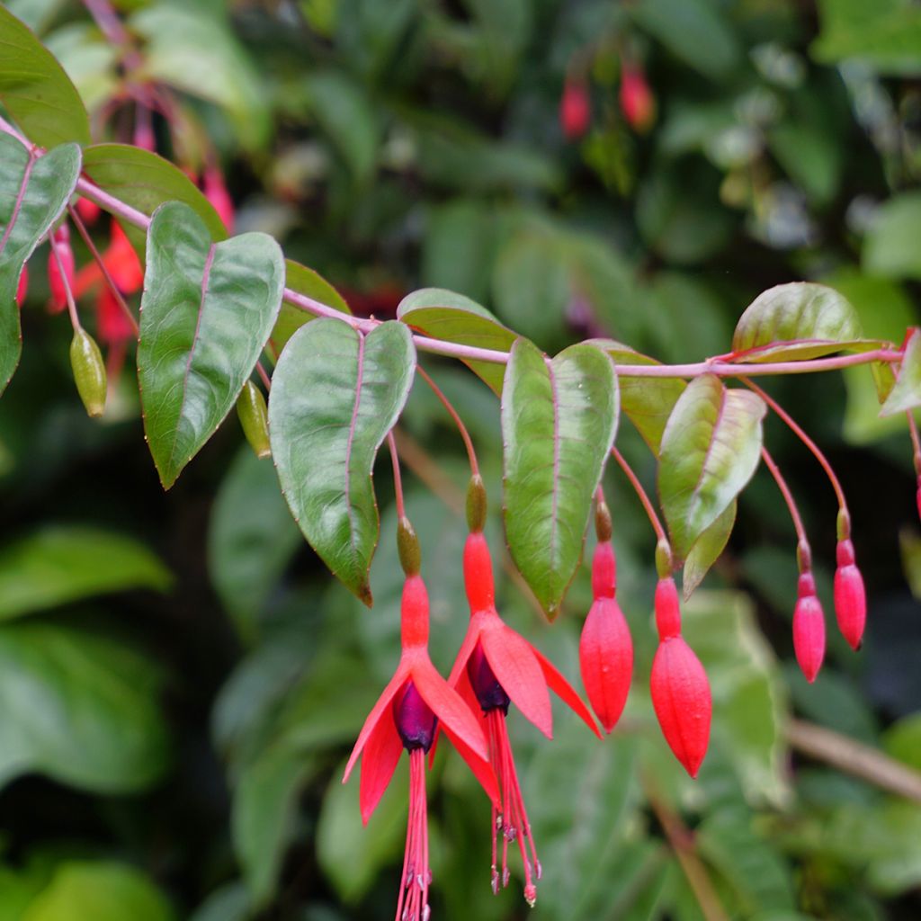 Fuchsia rouge et violet grand
