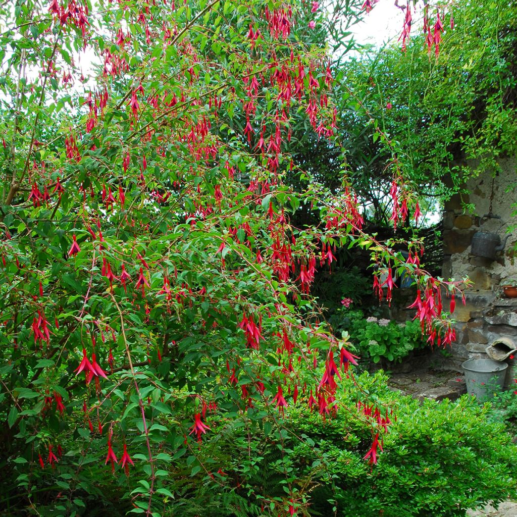 Fuchsia rouge et violet grand