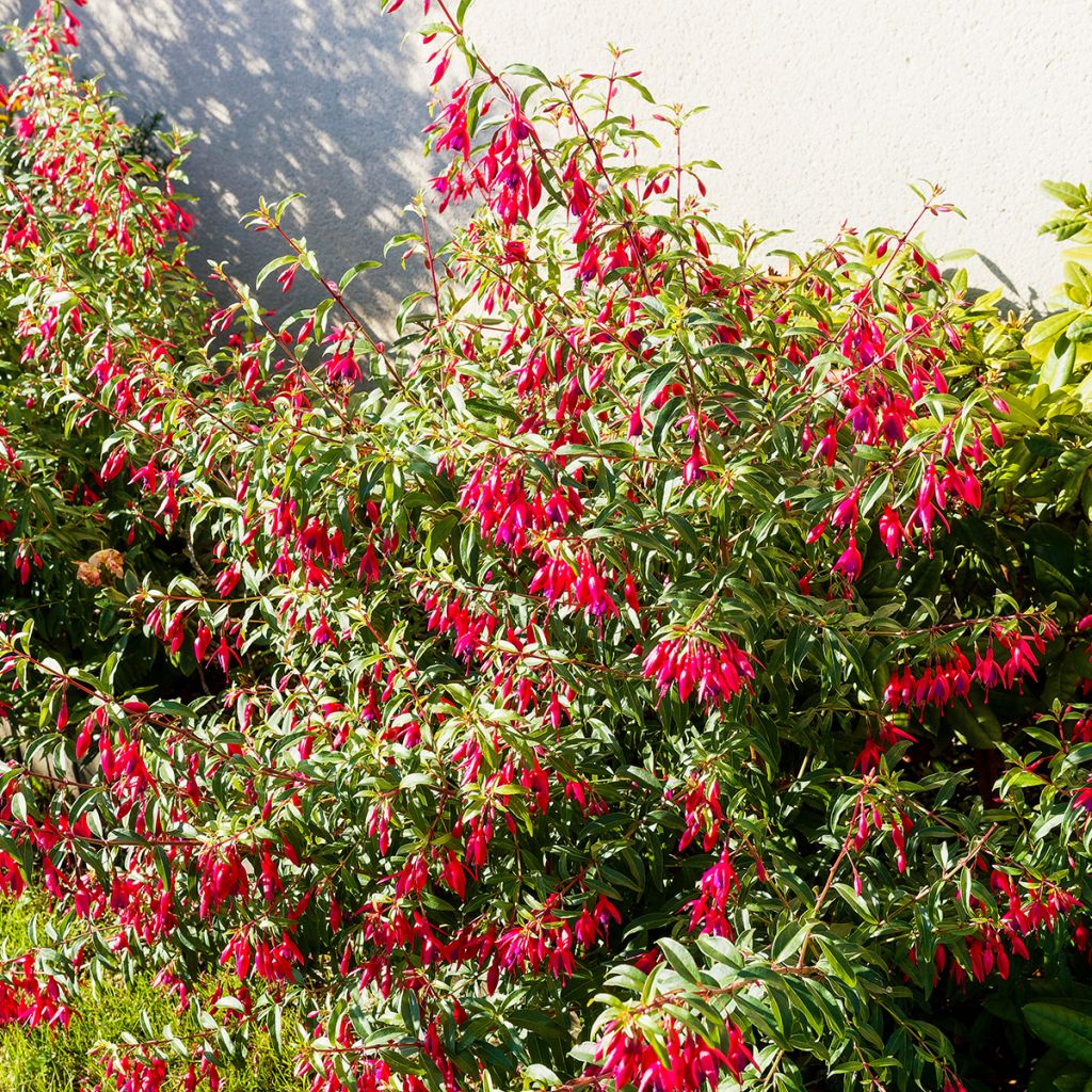 Fuchsia rouge et violet