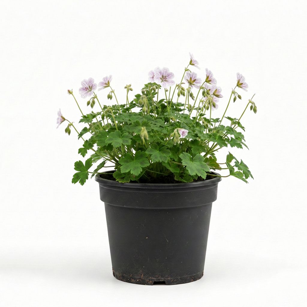 Géranium vivace bicolore