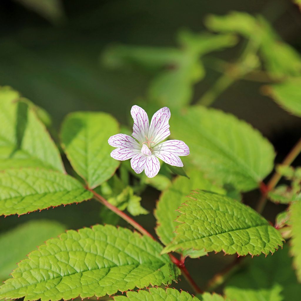 Géranium vivace bicolore