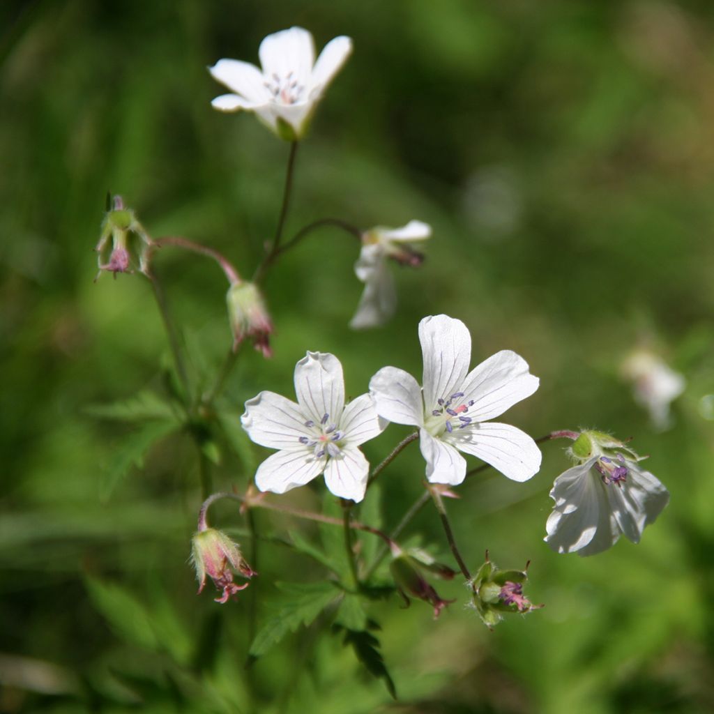 Géranium vivace blanc