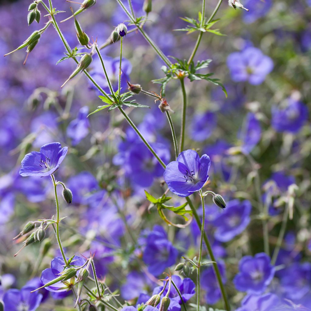 Géranium vivace bleu