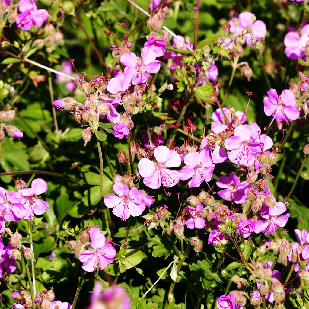 Géranium vivace rose