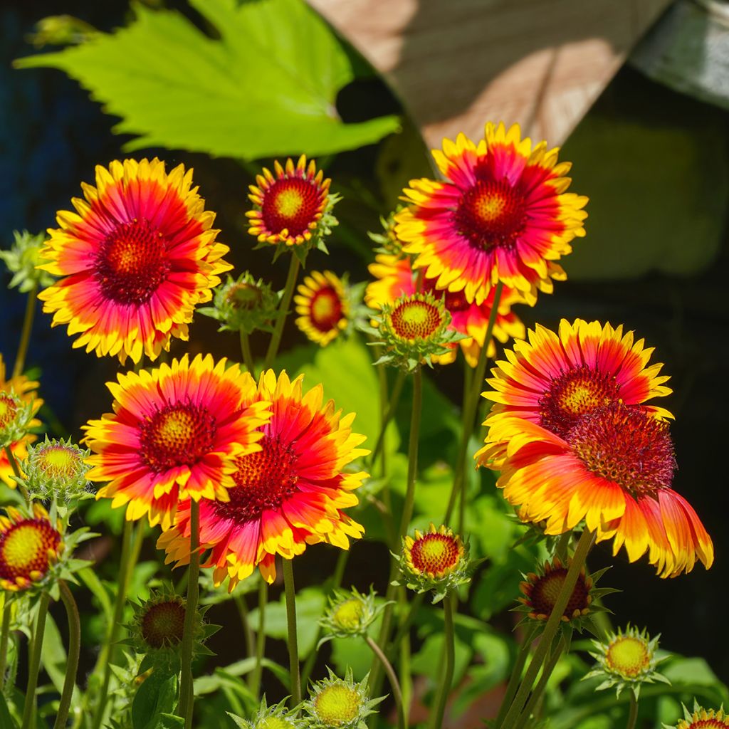 Gaillarde bicolore