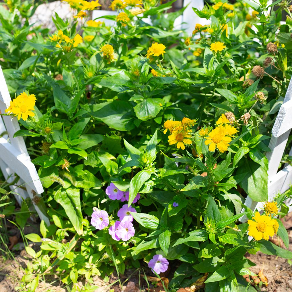 Gaillarde jaune
