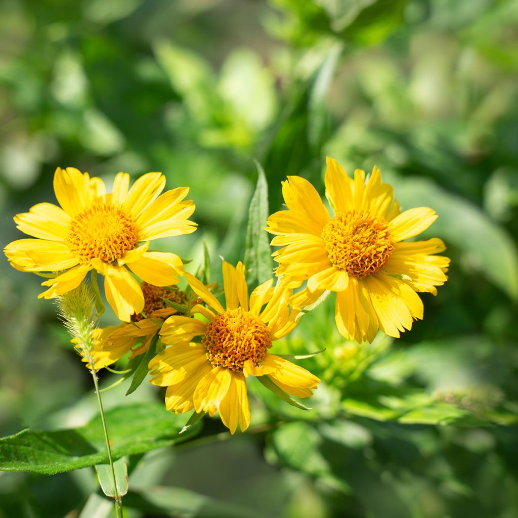 Gaillarde jaune