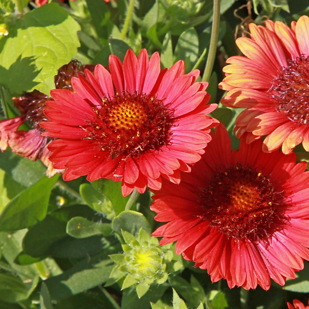 Gaillarde rouge