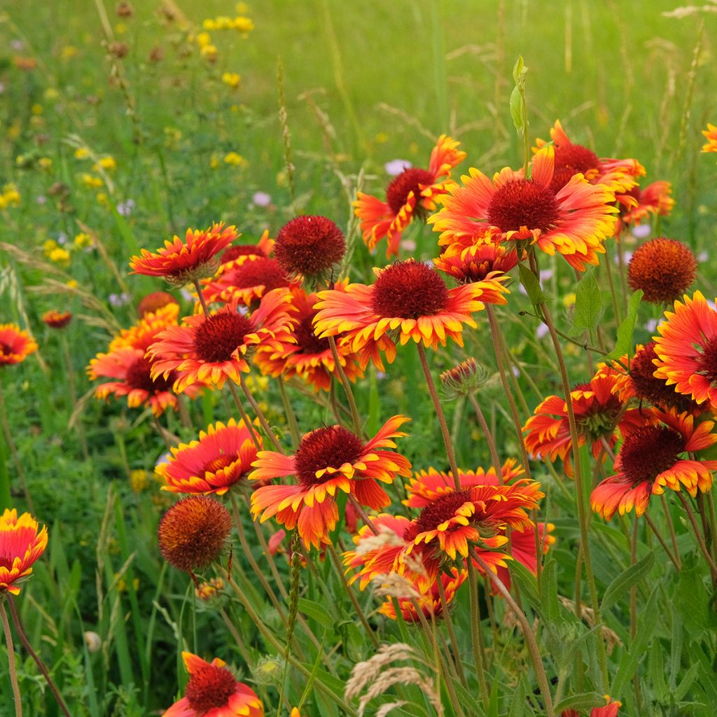 Gaillardes vivaces en mélange
