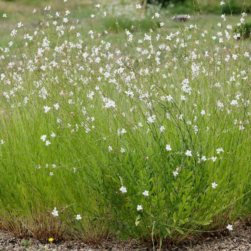 Gaura blanc