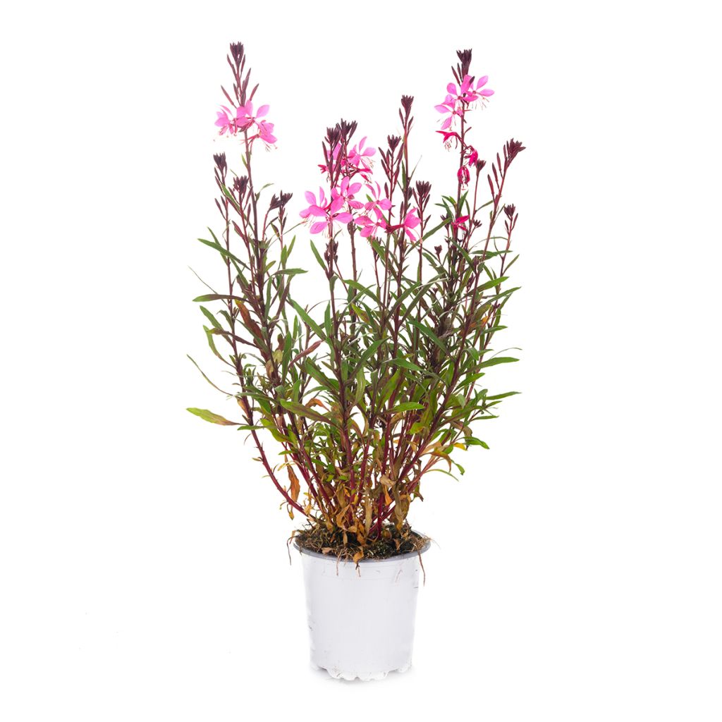 Gaura rose