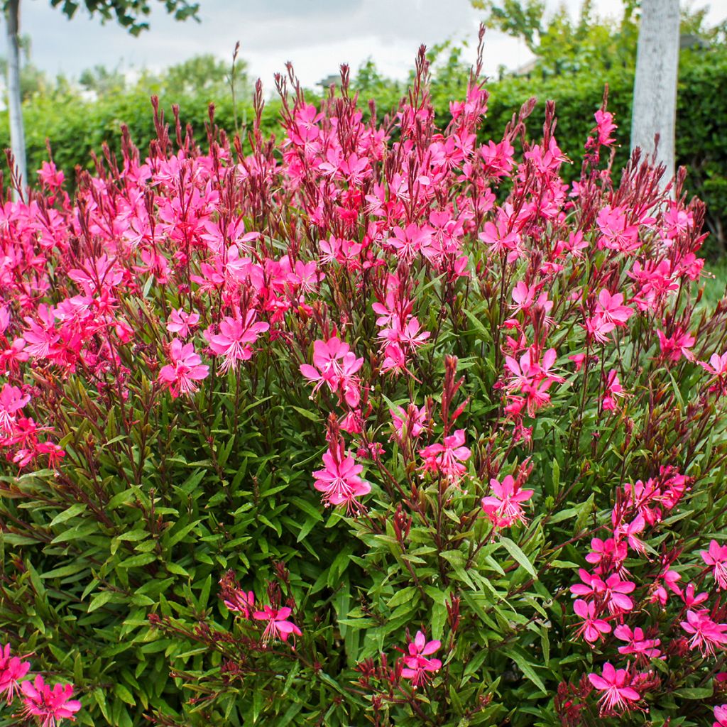 Gaura rose
