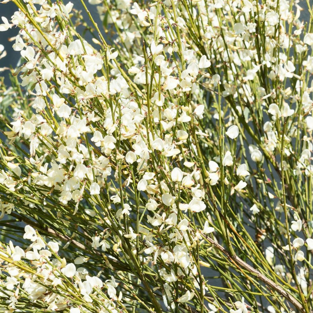 Genêt à balai blanc