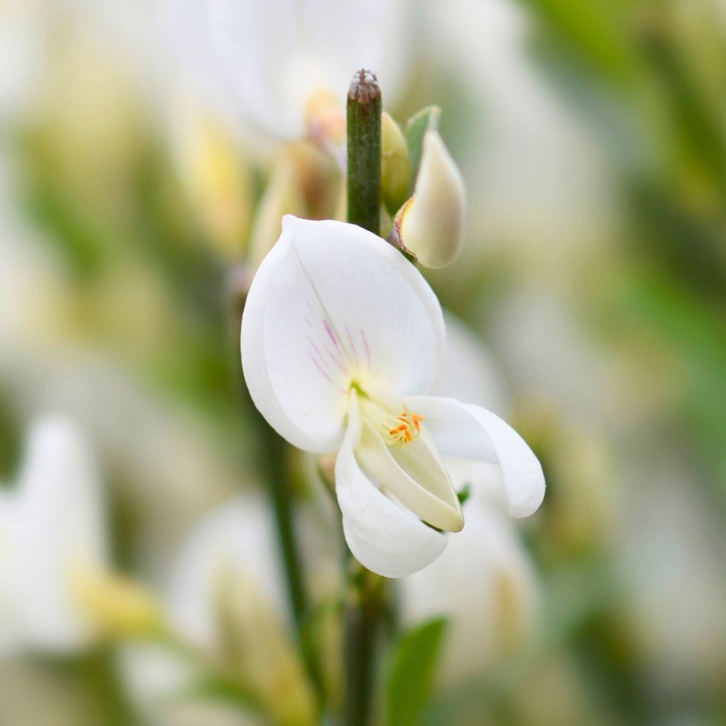 Genêt à balai blanc