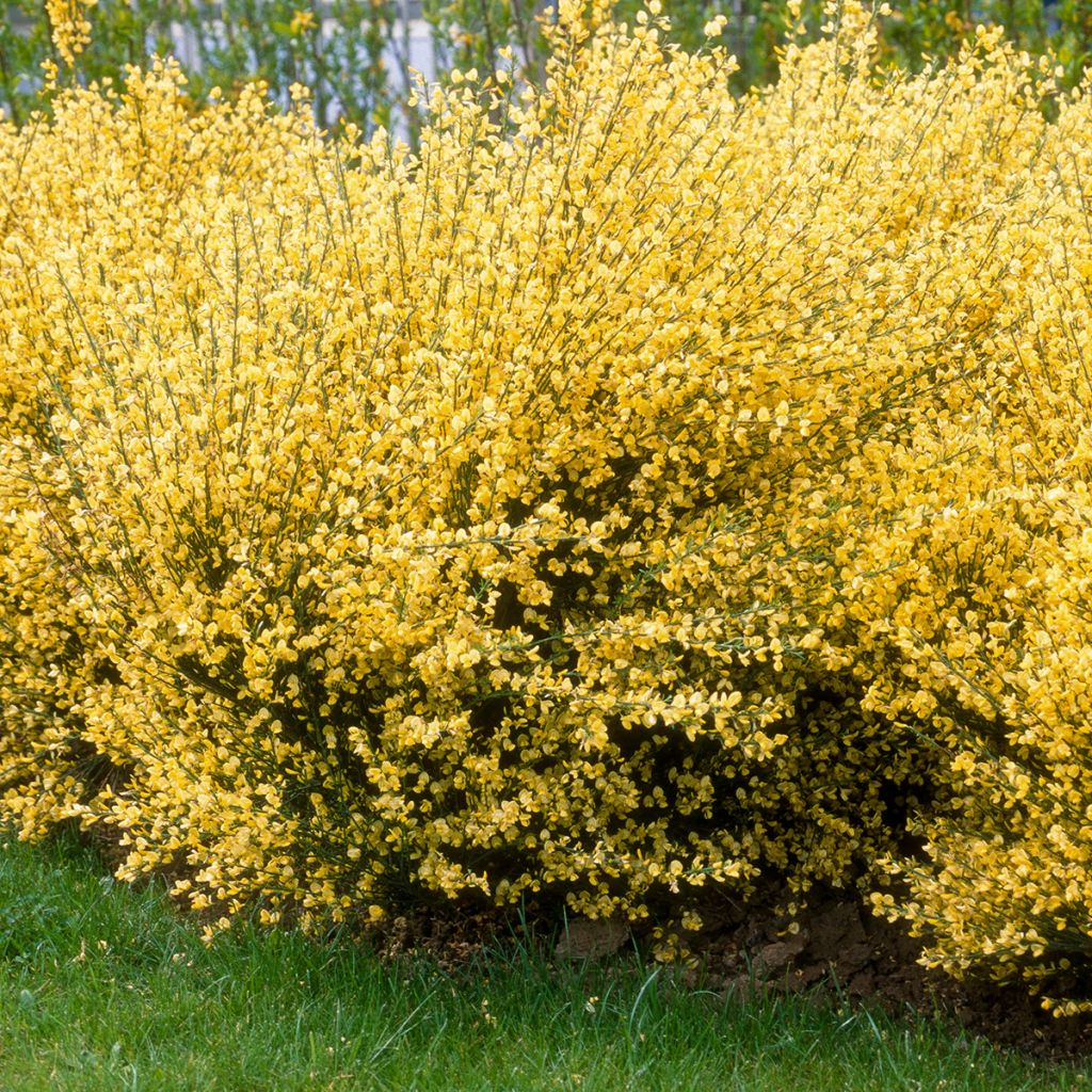 Genêt à balai jaune clair
