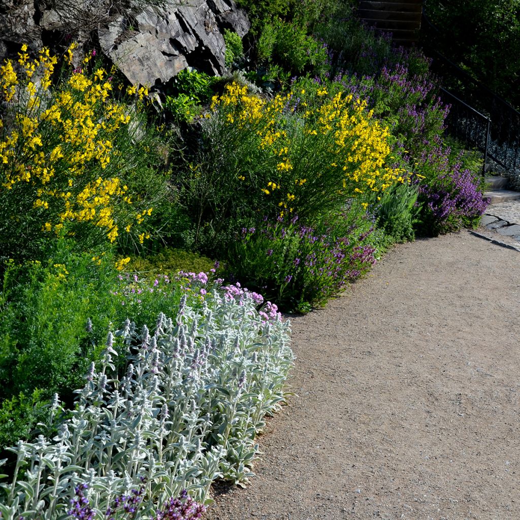 Genêt à balai jaune doré