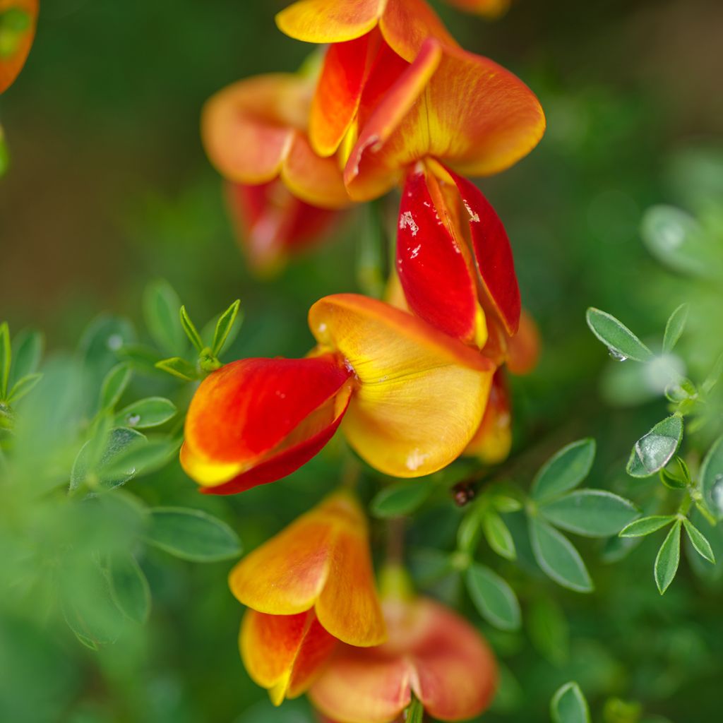 Genêt à balai orangé