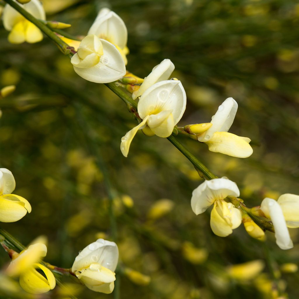 Genêt à balai précoce jaune