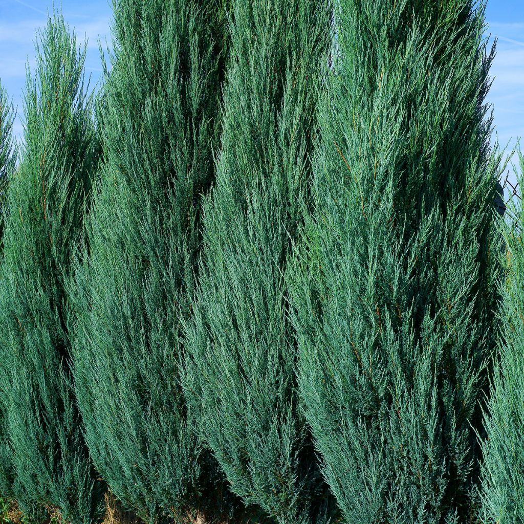 Genévrier colonnaire bleu acier