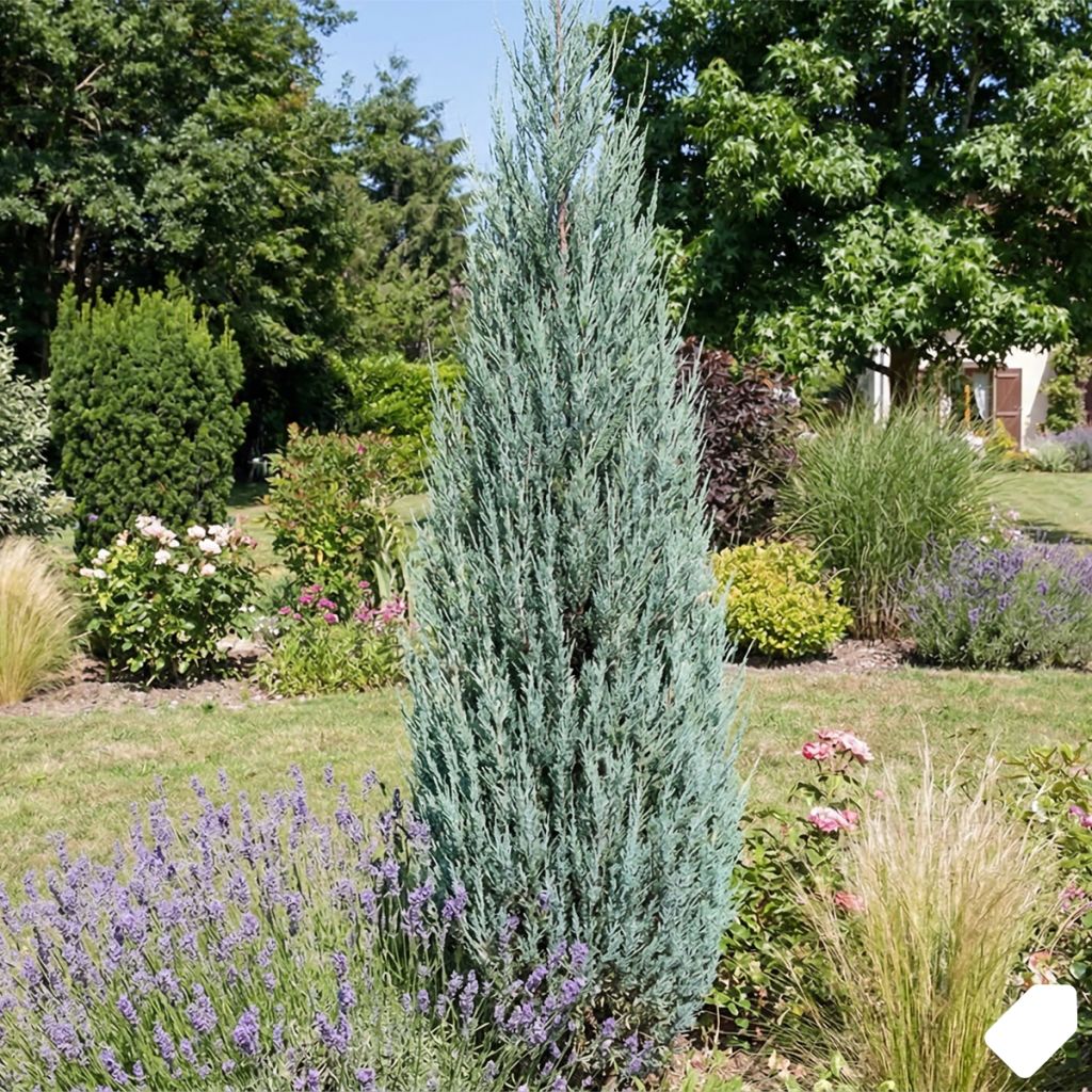 Genévrier colonnaire bleu argenté