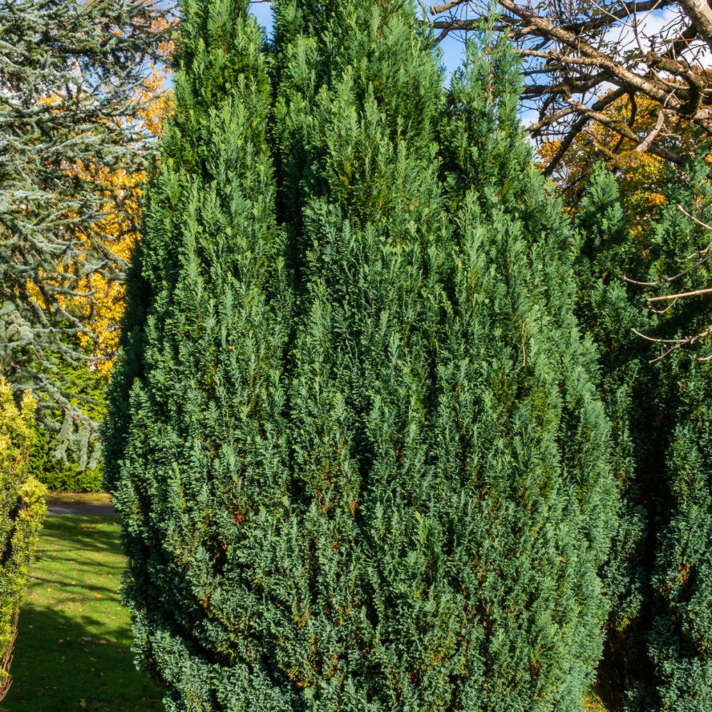 Genévrier colonnaire vert bleuté